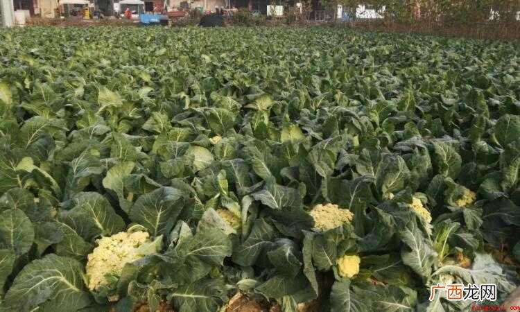 花椰菜的生长习惯是什么? 白花菜的生长习性是什么