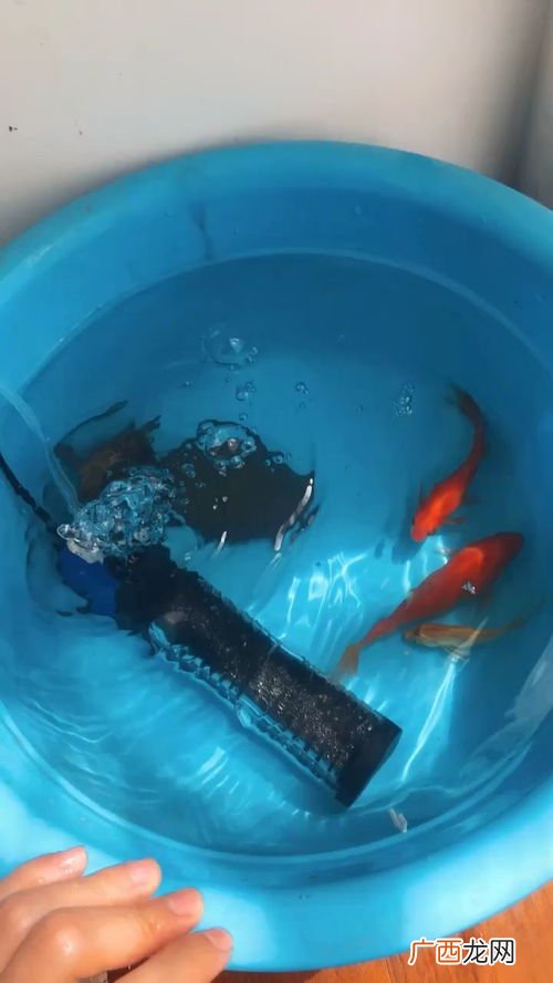 巴西龟会淹死吗,巴西龟水过背会淹死吗？