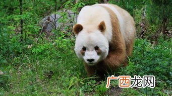 中国上仅剩一只的动物,中国最小的蚂蚁？