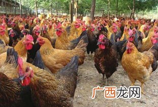 鸡是哺乳动物吗,乌鸡是哺乳动物吗？