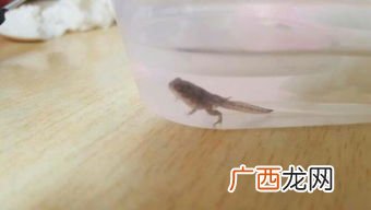 蝌蚪用什么呼吸,蝌蚪什么时候用肺呼吸？