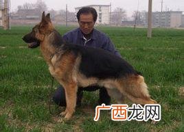 赛级犬是什么意思,什么是赛级犬?赛级犬的定义是什么？