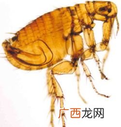 鼠蚤是什么东西,鼠蚤是什么东西？