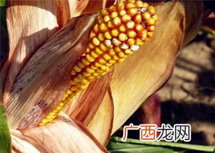 玉米亩产量一般多少斤,一棵玉米产量多少？