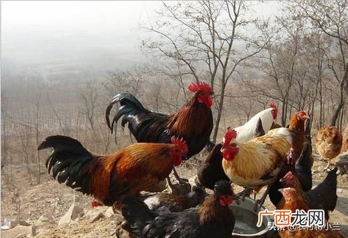 鸡的寿命是多少年,鸡的平均寿命是多少年？