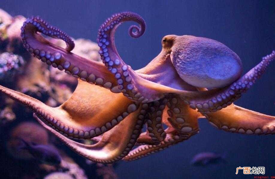 八爪鱼是鱿鱼还是章鱼