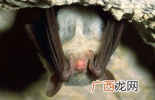 蝙蝠进屋有什么预兆,请问蝙蝠飞进家里后一般躲在那里？