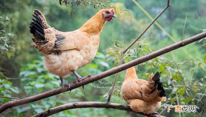 女人梦见鸡头预示什么