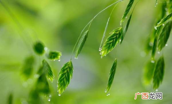 填空什么的谷粒,一滴滴好像什么大雨点落下来?