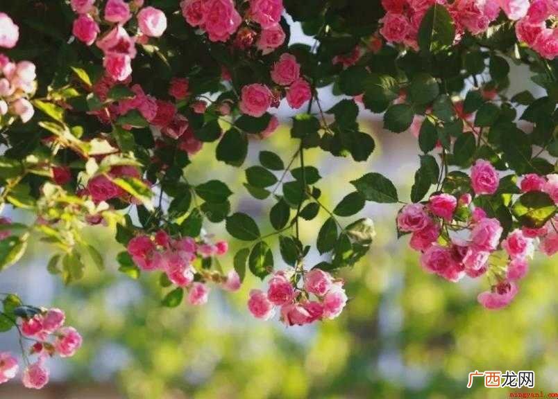 夏天有什么花开 种植牵牛花一般在春天播种 夏天有什么花开