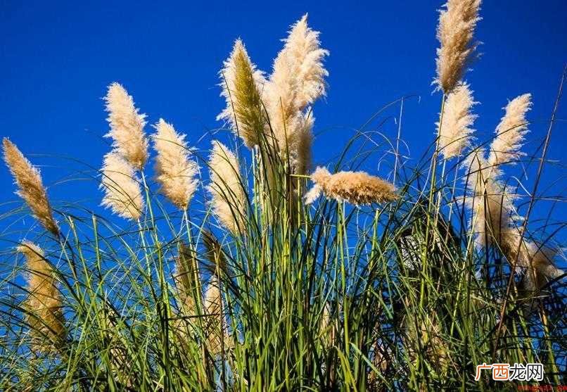 端午节用芦苇叶包粽子的习俗 芦苇分布范围有哪些