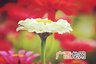 天蝎座幸运花是什么花,幸运的颜色？