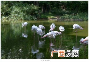 走马观花打一动物是什么,看花是什么生肖？