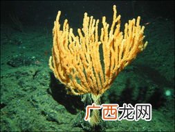 比喻句珊瑚的形状像什么,比喻珊瑚礁里的鱼像什么？
