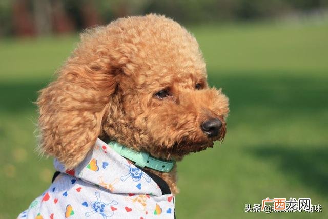 狗哭是什么征兆,狗狗像吃错了什么东西一样抽抽的，声音又像哭泣，看着它好难受的样子，怎么回事啊？跪求急求，谢谢了？