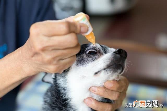 狗哭是什么征兆,狗狗像吃错了什么东西一样抽抽的，声音又像哭泣，看着它好难受的样子，怎么回事啊？跪求急求，谢谢了？