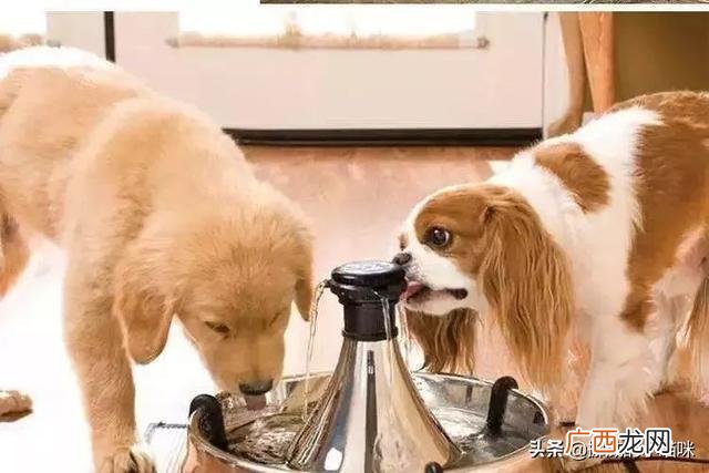 狗哭是什么征兆,狗狗像吃错了什么东西一样抽抽的，声音又像哭泣，看着它好难受的样子，怎么回事啊？跪求急求，谢谢了？