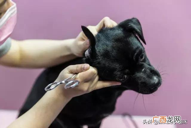 狗哭是什么征兆,狗狗像吃错了什么东西一样抽抽的，声音又像哭泣，看着它好难受的样子，怎么回事啊？跪求急求，谢谢了？