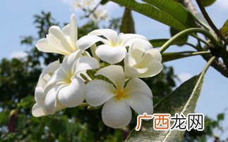 玉兰花有啥寓意,玉兰和蝴蝶的寓意？