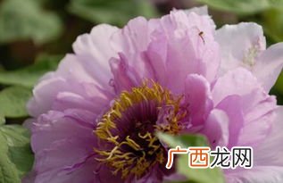 日本的国花是什么花,樱花作为日本的国花有什么象征意义和花语？