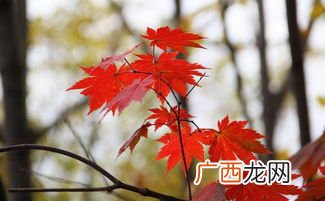 枫叶什么时候变红,枫叶什么时候开始变红？