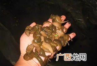 蚂蟥怎么大量抓,水蛭捕捉方法？
