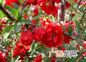 红宝石海棠介绍,红宝石海棠树优缺点？