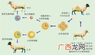 生物的基本特征有哪些,生物的十大特征是什么？