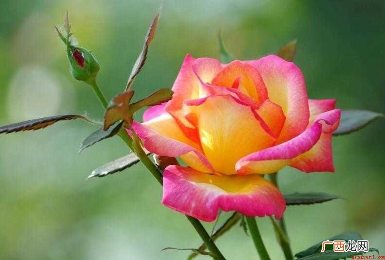 月季花什么时候开_宠物频道 月季花什么时候开