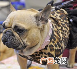 斗牛犬多少钱一只,东升英斗/英国斗牛犬价格，多少钱一只？