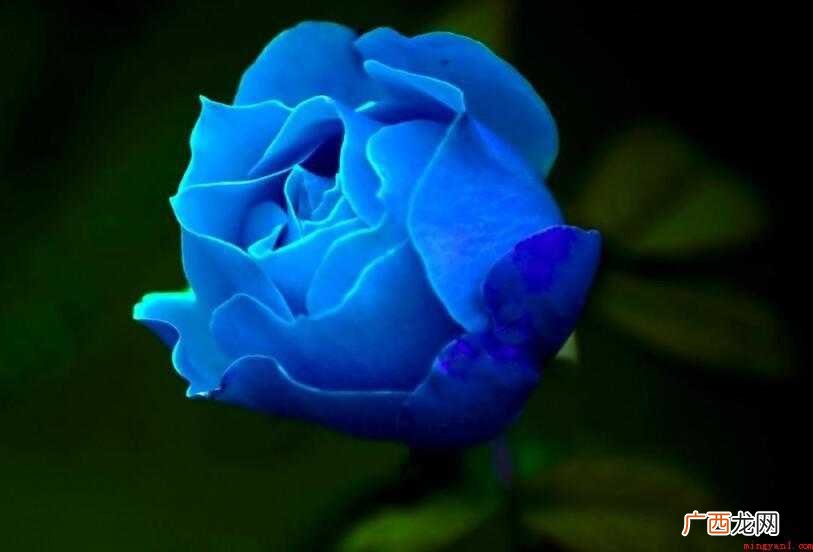蓝玫瑰的花语是什么内容 蓝玫瑰的花语是什么