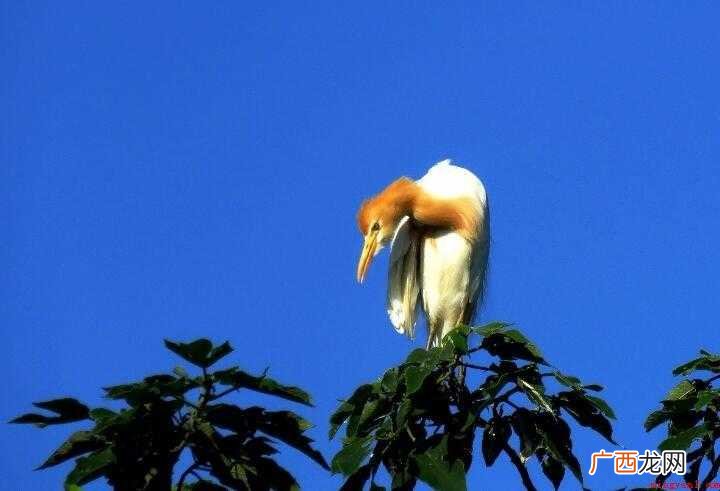 千姿百态的近义词有哪些