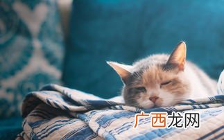坐公交可以带猫上车吗,武汉猫能上公交吗？