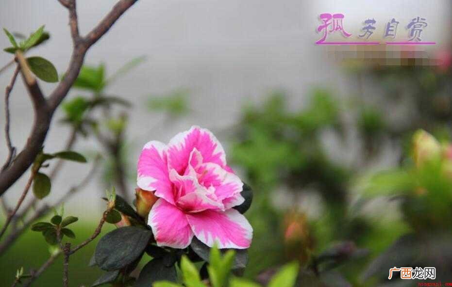 孤芳自赏怎么造句