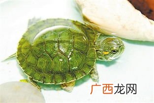 家里能养乌龟吗,家里可以养乌龟吗？