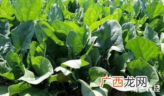 红皮菜种植方法,红皮花生怎么种植？