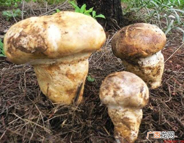 黑龙江特产有哪些_新闻中心 黑龙江特产有哪些