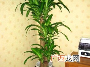 巴西木的寓意是什么,巴西木该怎么养？它的寓意是什么?谢谢了，大神帮忙啊？