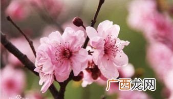 被称为杏月的月份是,被称为“菊月”的月份是几月份？