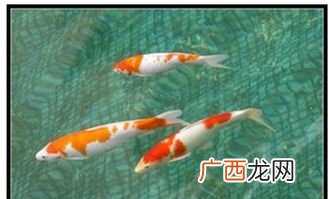 养什么鱼招财转运又容易养,家里养蓝鲨好还是招财猫鱼好?