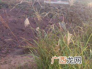 禾本科植物有哪些,麦黍稷稻梁菽分别是什么植物？