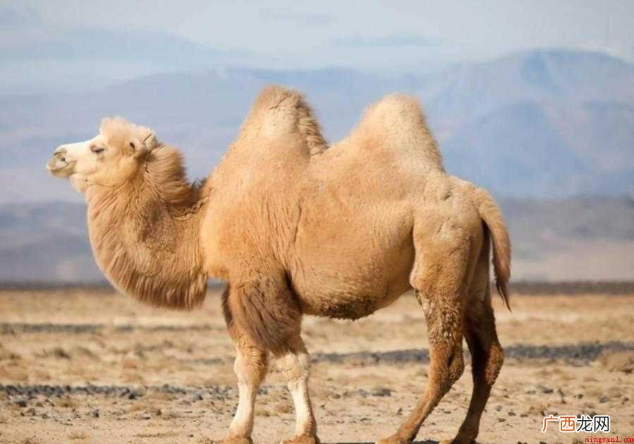 骆驼驼峰里储存的是什么