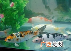 新鱼入缸多久喂食,新鱼入缸多久能喂食？