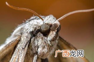 飞蛾进家预示什么,怎么干掉壁虎？