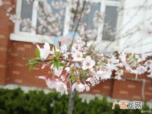 芳香怡人是什么意思,清香宜人什么意思？