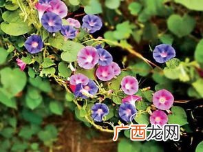 喇叭花就像什么写一个比喻句,喇叭花就像什么写一个比喻句？