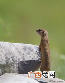 大眼贼是什么动物,东北大眼子儿属于熊类吗?