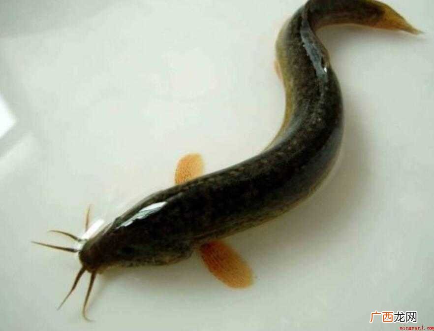 泥鳅与黄鳝的区别是什么