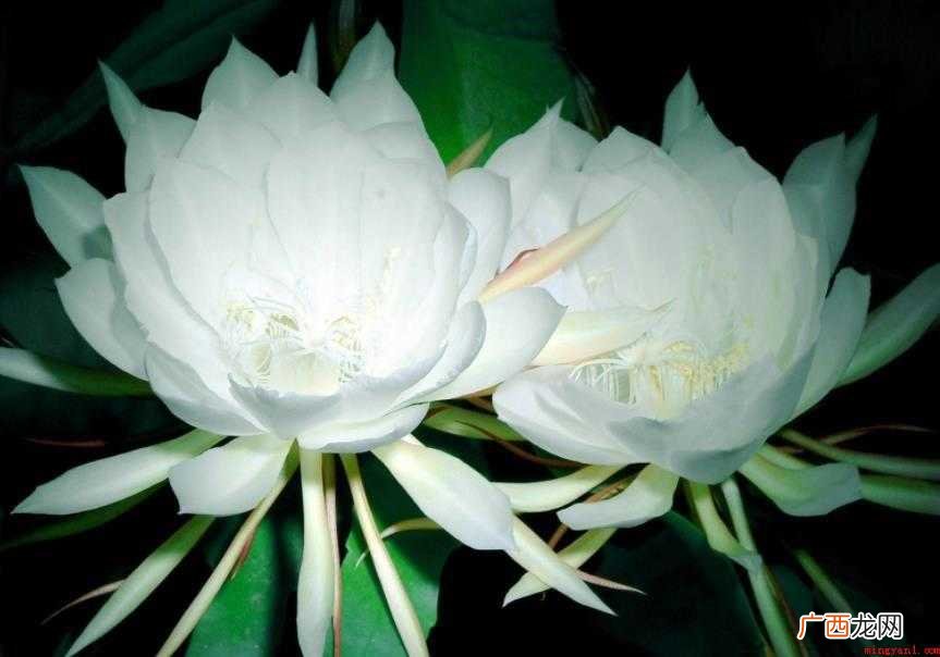 昙花形态特征有哪些