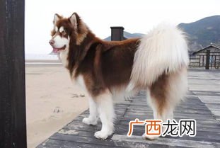 养阿拉斯加的禁忌,为何从他人家抱养的阿拉斯加犬不吃馒头？